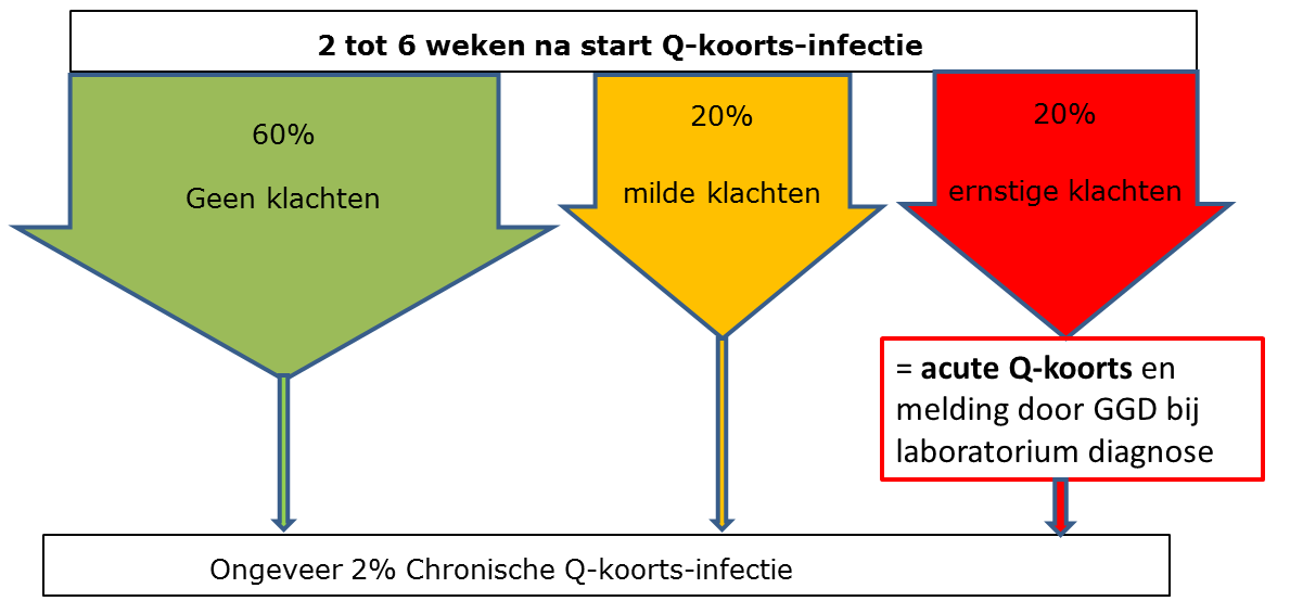 ALGEMEEN OVER Q-KOORTS-INFECTIES Acute Q koorts is het bewezen doormaken van de Q-koorts-infectie met ernstige klachten.