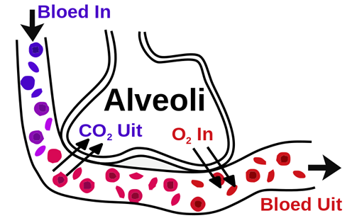 Ademhalingsstelsel: Hoofdstuk 4 Longen + Luchtwegen + structuren verantwoordelijk voor verversing lucht in longen (pleura bladen, borstholte, ademhalingsspieren Longslagader O₂ arm CO₂ rijk