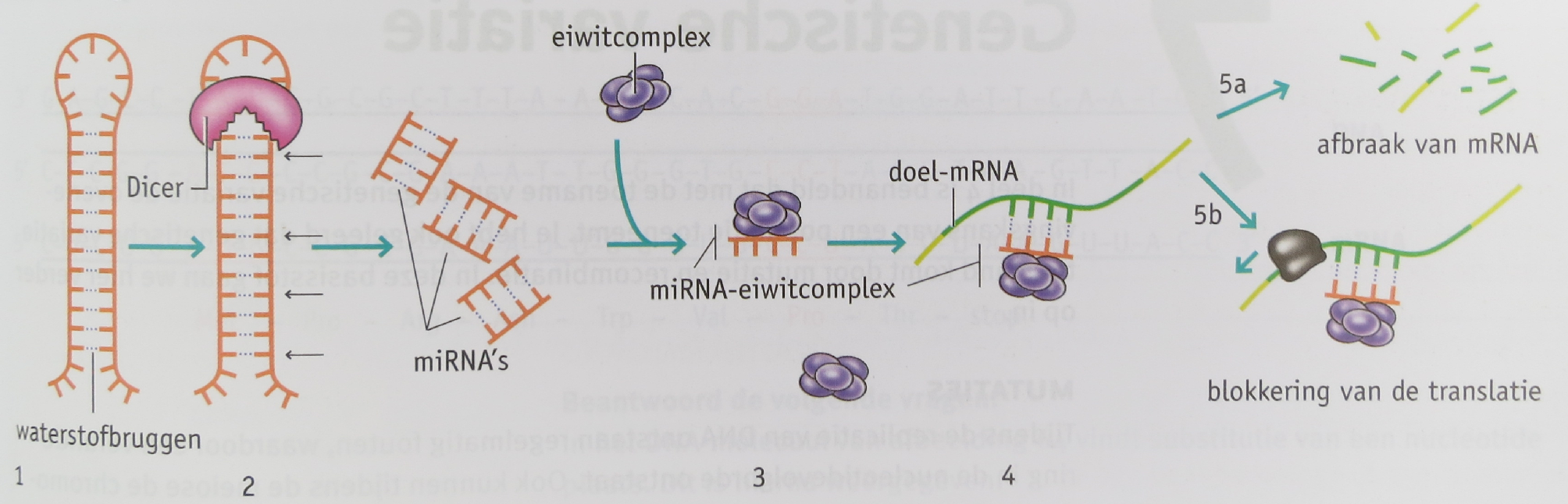 Afbeelding 33. RNA-interferentie.1 RNA bevat 2 complementaire sequenties die aan elkaar plakken, zodat er een haarspeld structuur ontstaat (1 van afbeelding 33).