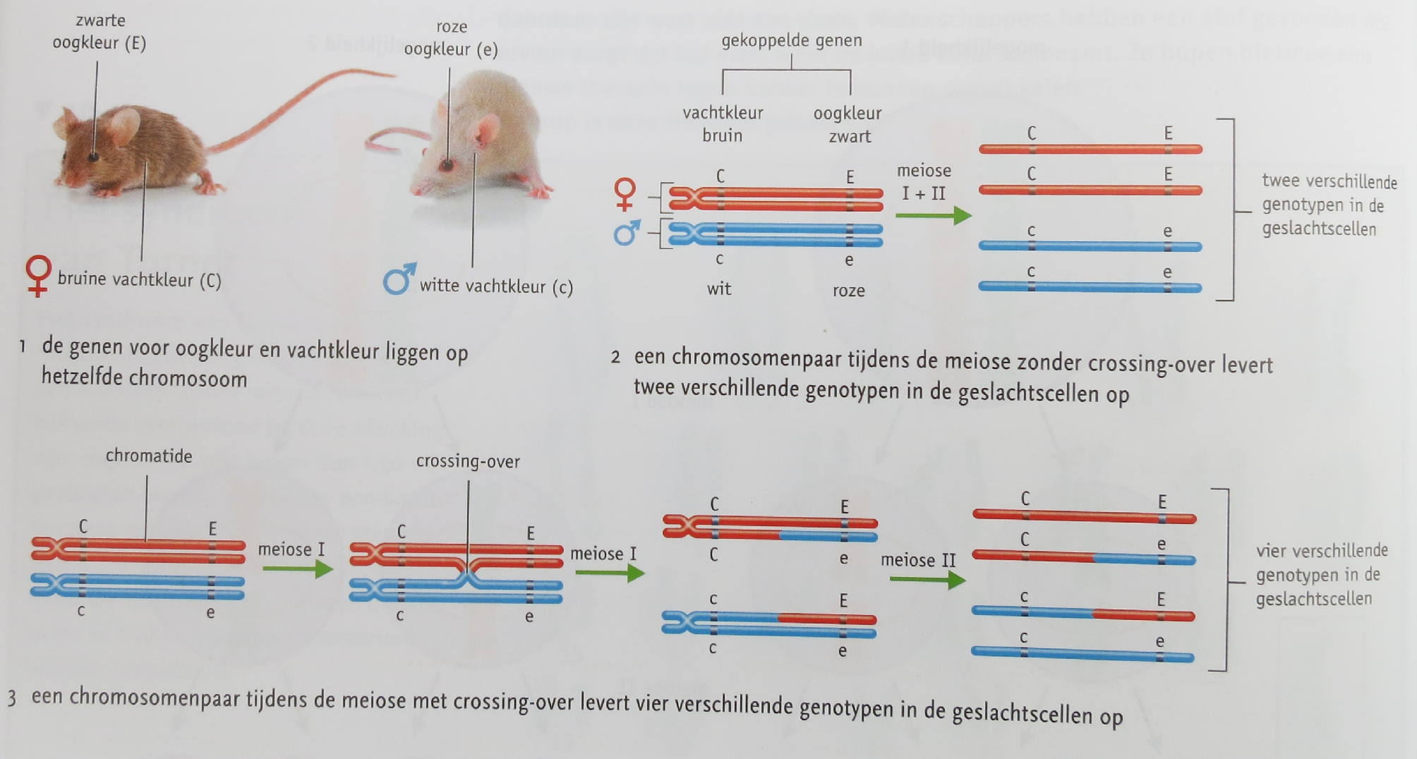 124 Crossing-over Wanneer de chromosomen zich spiraliseren, kunnen de chromatiden van 2 homologe chromosomen in elkaar verstrengeld raken.