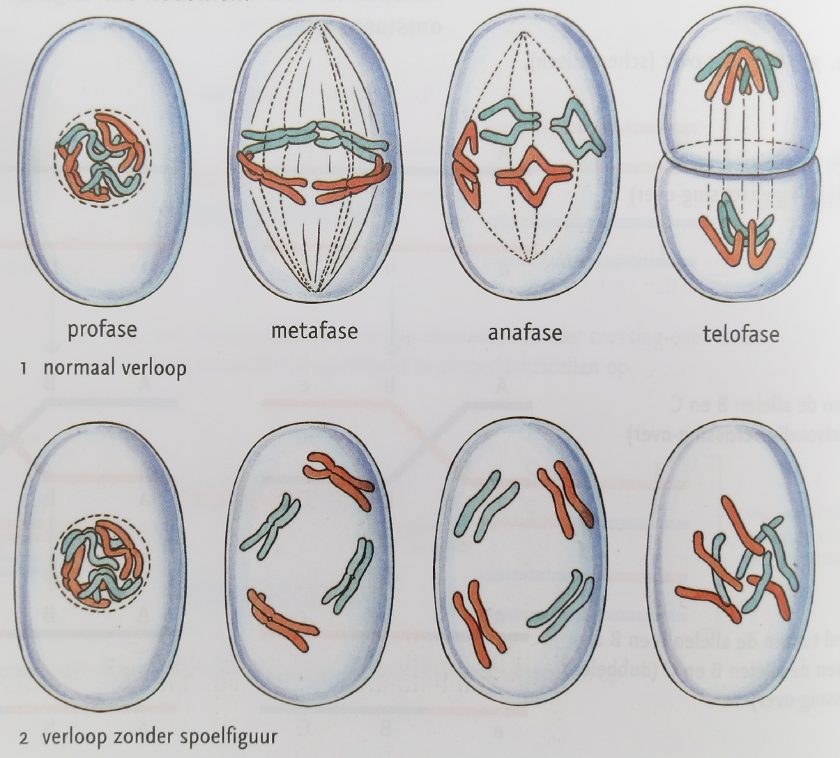 Polyploïde cellen hebben een veelvoud aan chromosomen. De kunnen ontstaan onder invloed van de stof colchicine.