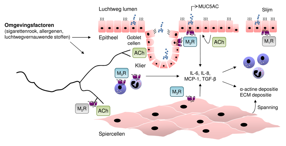 Nederlandse samenvatting Figuur 1. Acetylcholine wordt afgegeven uit zenuwuiteinden en uit luchtweg cellen. Dit draagt bij aan ontsteking en remodeling van de luchtwegen via M 3 receptoren.