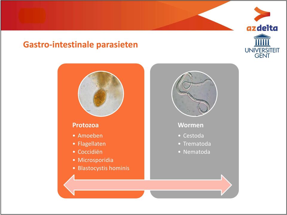 Coccidiën Microsporidia