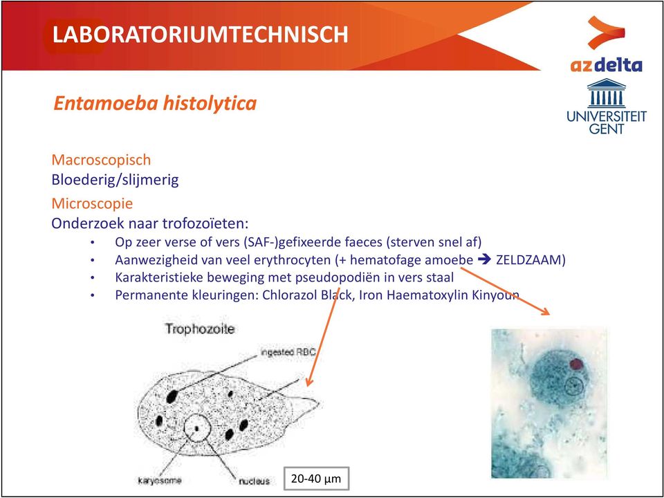 Aanwezigheid van veel erythrocyten (+ hematofage amoebe ZELDZAAM) Karakteristieke beweging met