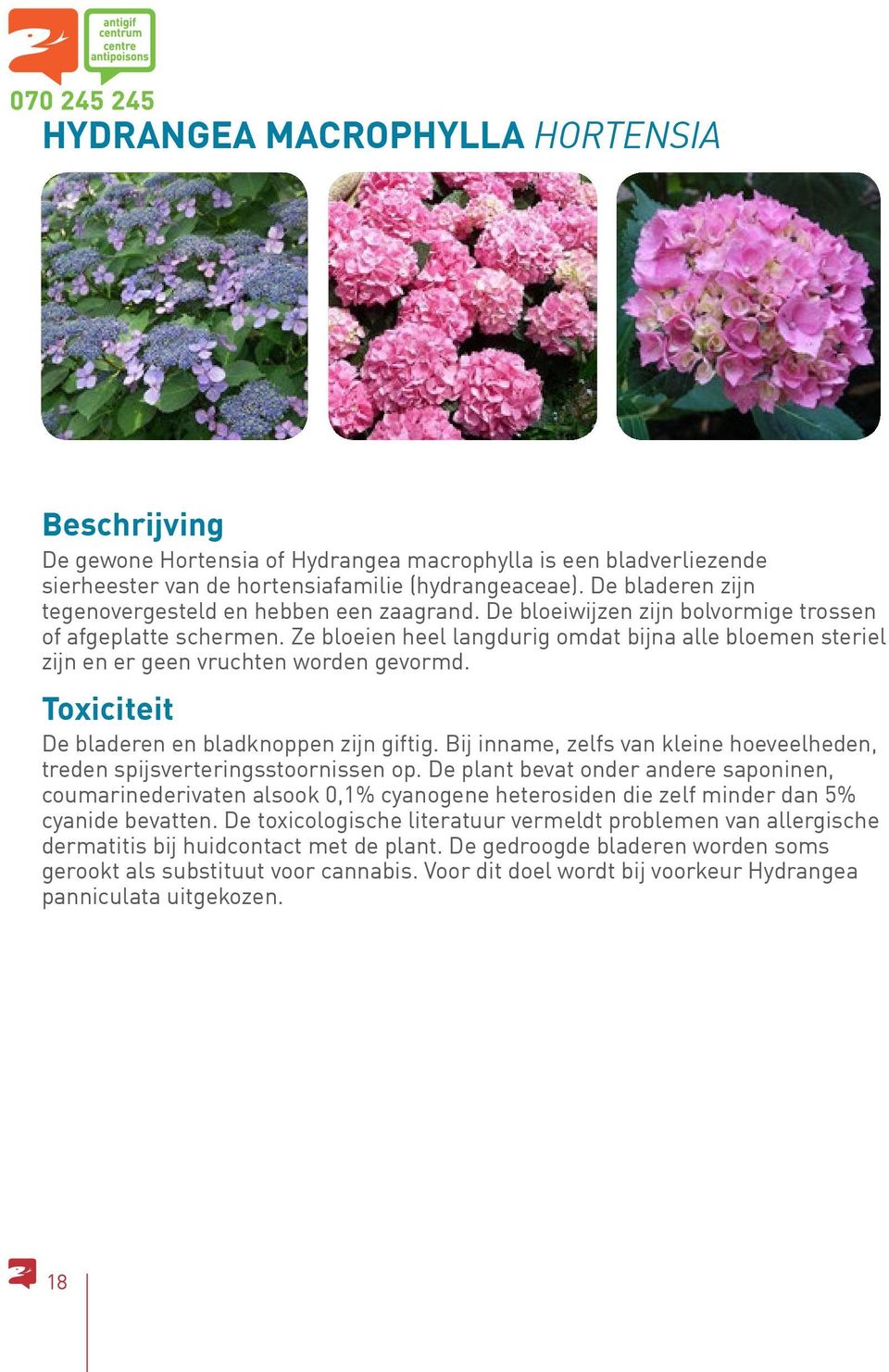 Ze bloeien heel langdurig omdat bijna alle bloemen steriel zijn en er geen vruchten worden gevormd. Toxiciteit De bladeren en bladknoppen zijn giftig.