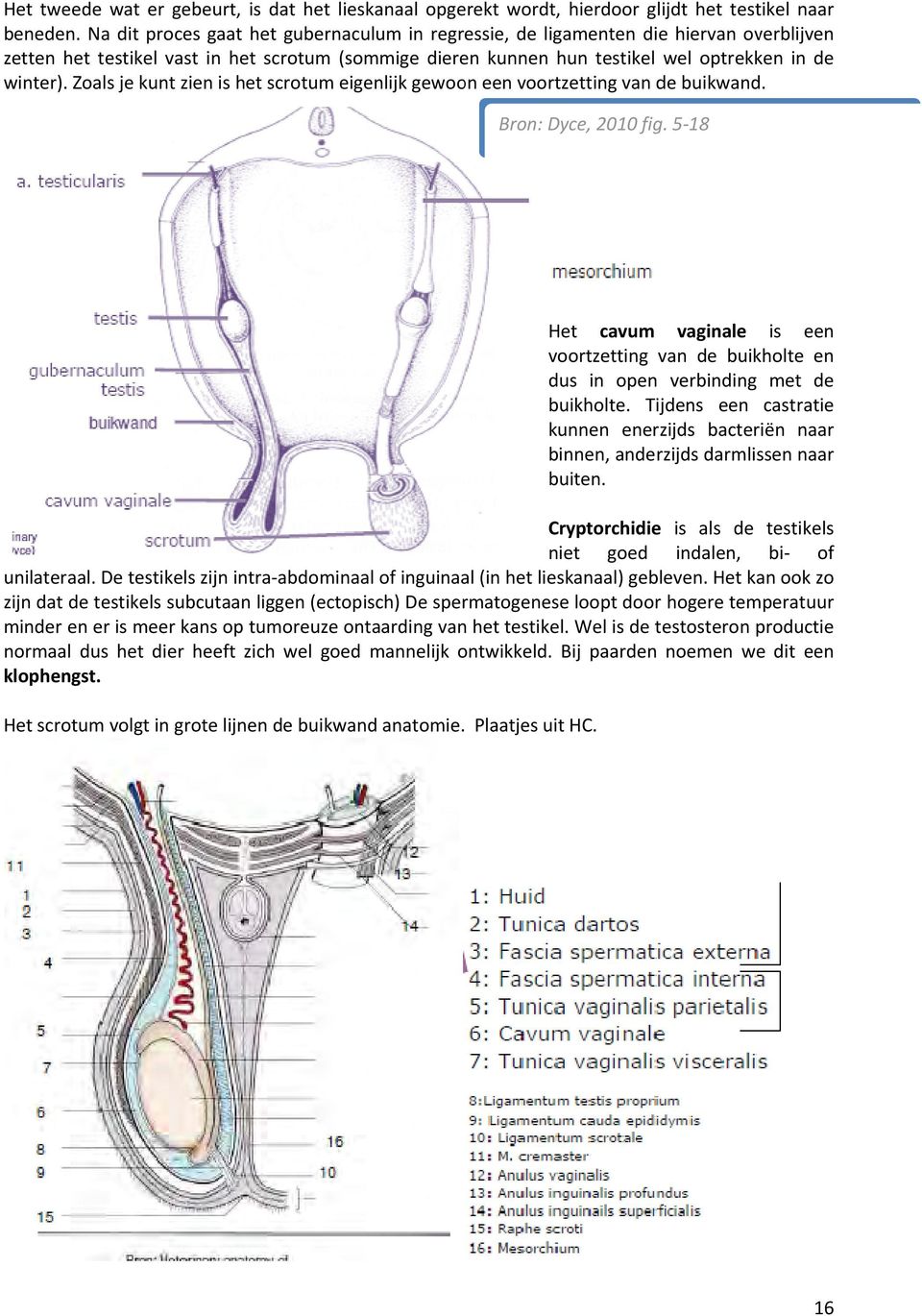 Zoals je kunt zien is het scrotum eigenlijk gewoon een voortzetting van de buikwand. Bron: Dyce, 2010 fig.