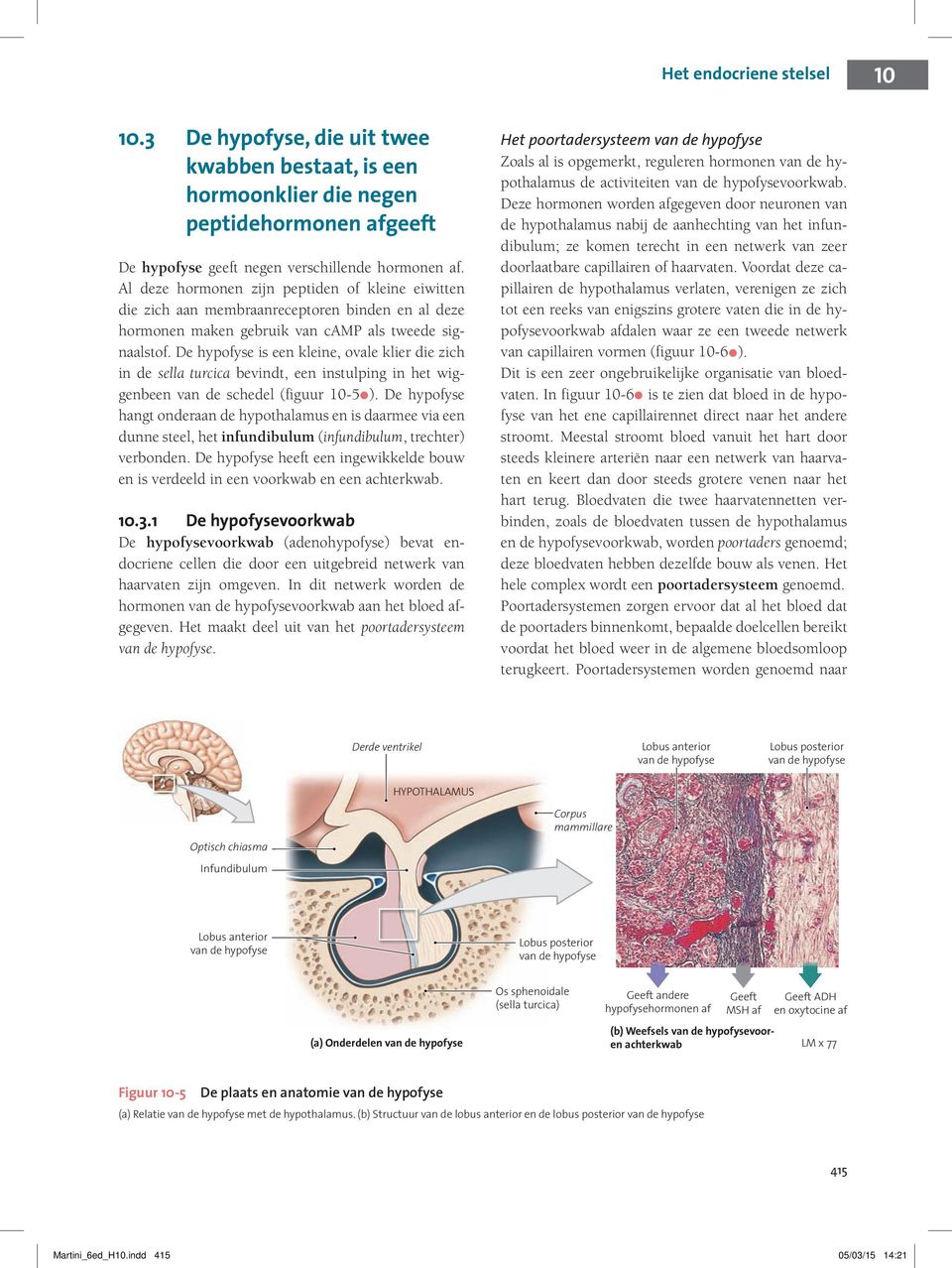 De hypofyse is een kleine, ovale klier die zich in de sella turcica bevindt, een instulping in het wiggenbeen van de schedel (figuur 10-5 ).