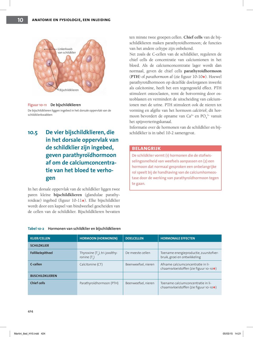 5 De vier bijschildklieren, die in het dorsale oppervlak van de schildklier zijn ingebed, geven parathyroïdhormoon af om de calciumconcentratie van het bloed te verhogen In het dorsale oppervlak van