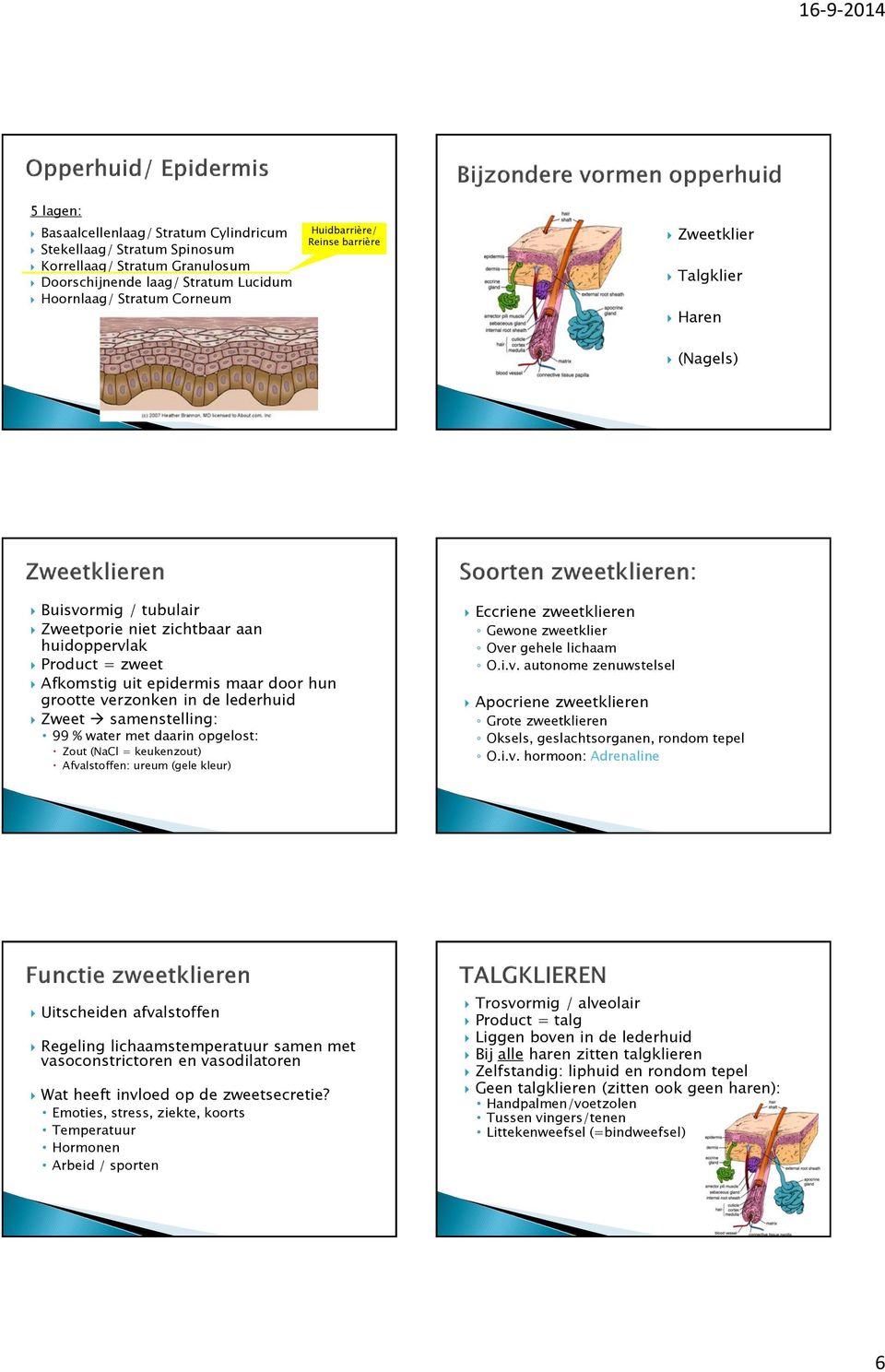 Zweet samenstelling: 99 % water met daarin opgelost: Zout (NaCl = keukenzout) Afvalstoffen: ureum (gele kleur) Eccriene zweetklieren Gewone zweetklier Over gehele lichaam O.i.v. autonome zenuwstelsel Apocriene zweetklieren Grote zweetklieren Oksels, geslachtsorganen, rondom tepel O.