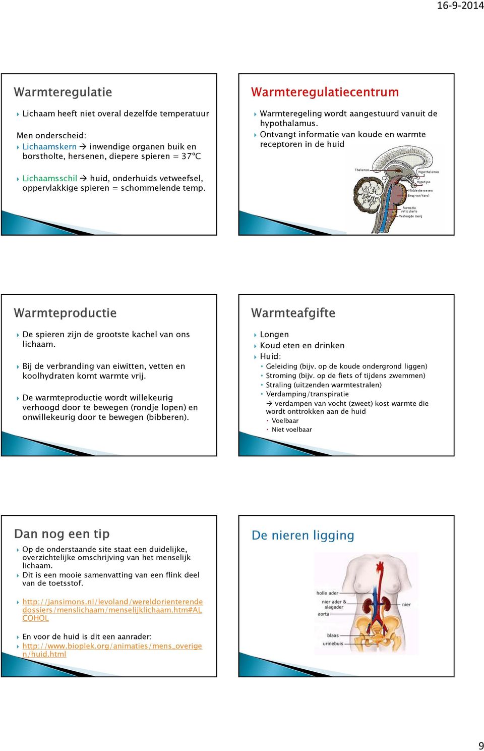 De spieren zijn de grootste kachel van ons lichaam. Bij de verbranding van eiwitten, vetten en koolhydraten komt warmte vrij.