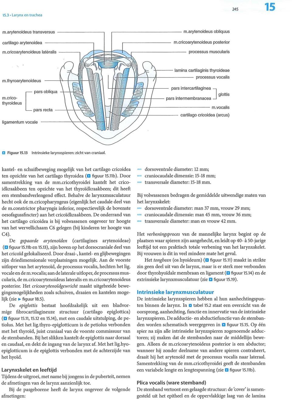 kantel- en schuifbeweging mogelijk van het cartilago cricoidea ten opzichte van het cartilago thyroidea figuur 15.11b). Door samentrekking van de mm.