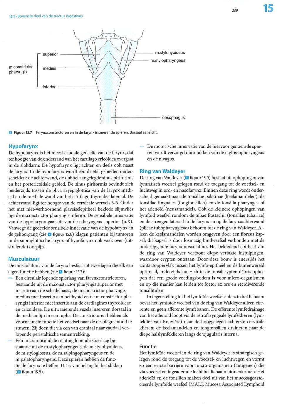 De hypofarynx ligt achter, en deels ook naast de larynx. In de hypofarynx wordt een drietal gebieden onderscheiden: de achterwand, de dubbel aangelegde sinus piriformis en het postcricoïdale gebied.