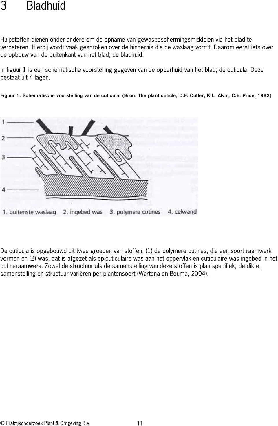 Figuur 1. Schematische voorstelling van de cuticula. (Bron: The plant cuticle, D.F. Cutler, K.L. Alvin, C.E.