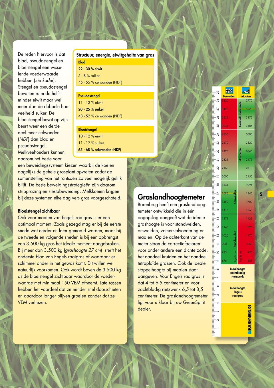 De 20-25 % suiker 48-52 % celwanden (NDF) bloeistengel bevat op zijn beurt weer een derde Bloeistengel deel meer celwanden 10-12 % eiwit (NDF) dan blad en 11-12 % suiker pseudostengel.