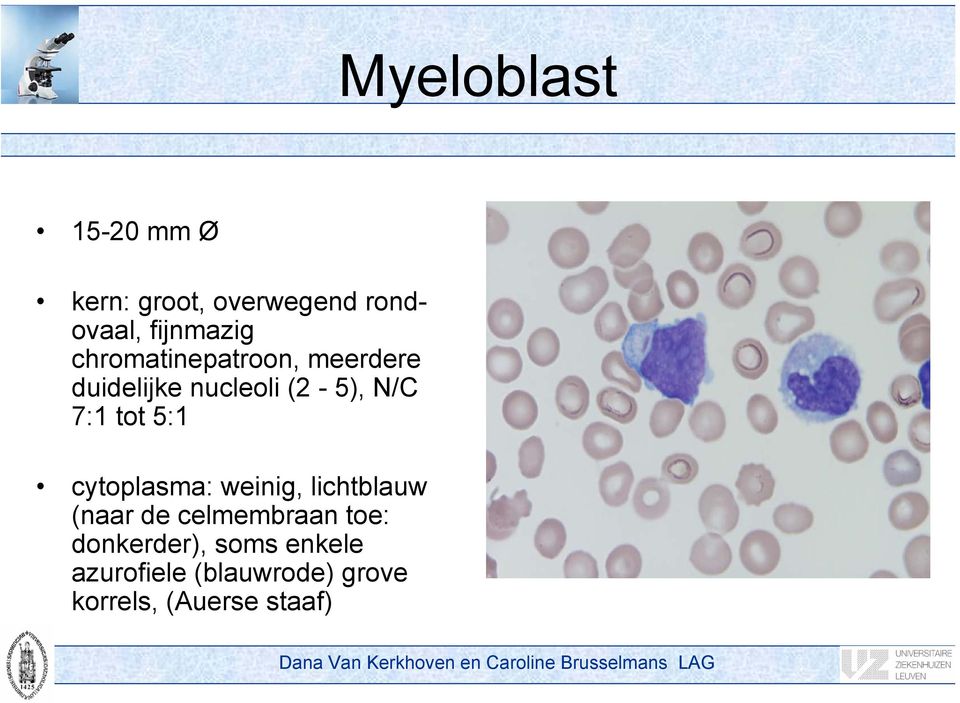 5:1 cytoplasma: weinig, lichtblauw (naar de celmembraan toe: