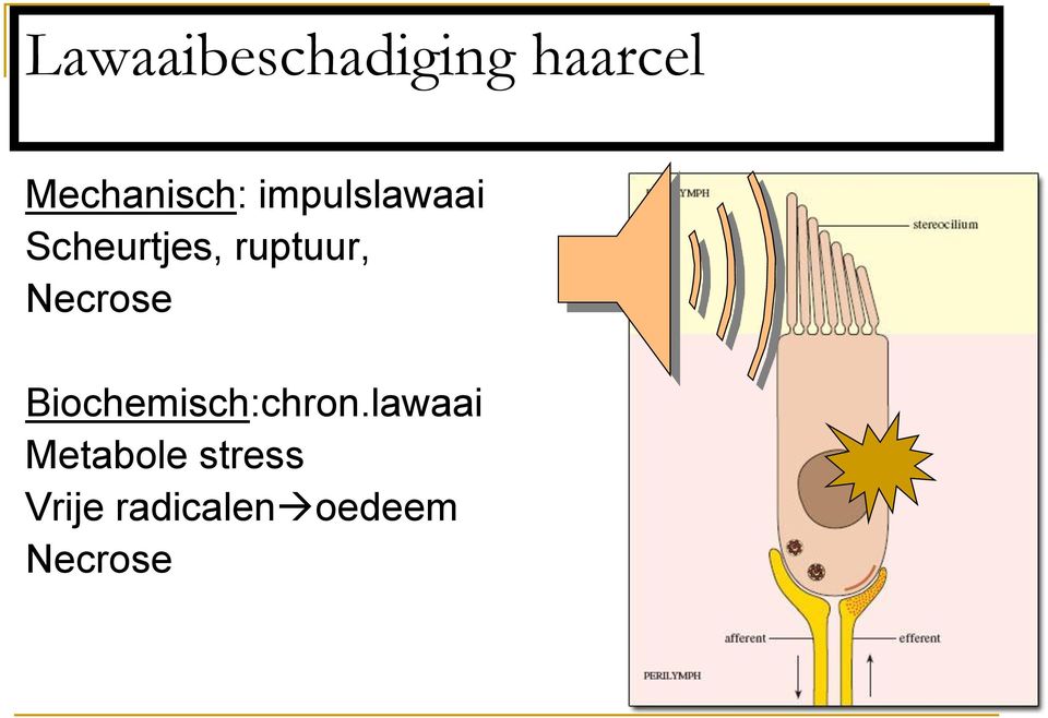 ruptuur, Necrose Biochemisch:chron.