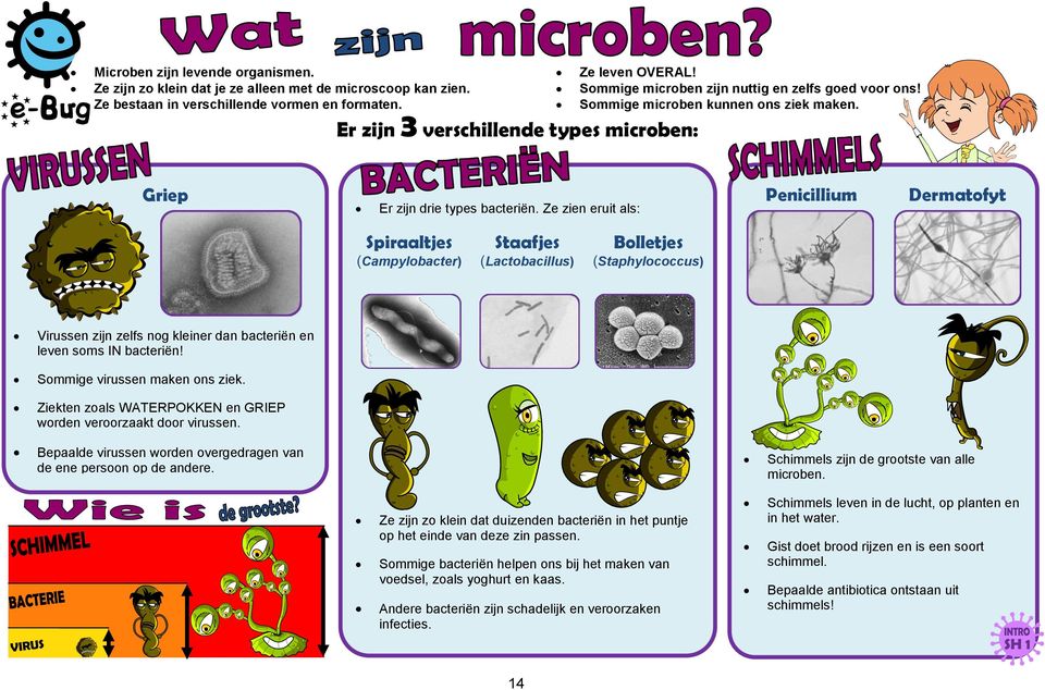 Ze zien eruit als: Penicillium Dermatofyt Spiraaltjes (Campylobacter) Staafjes (Lactobacillus) Bolletjes (Staphylococcus) Virussen zijn zelfs nog kleiner dan bacteriën en leven soms IN bacteriën!