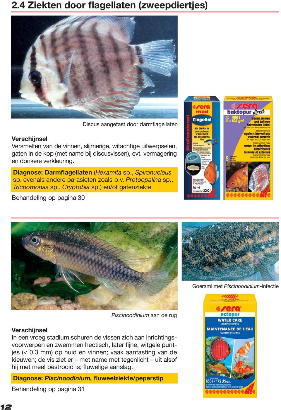) en/of gatenziekte Behandeling op pagina 30 Goerami met Piscinoodinium-infectie 12 In een vroeg stadium schuren de vissen zich aan inrichtingsvoorwerpen en zwemmen hectisch, later fijne, witgele