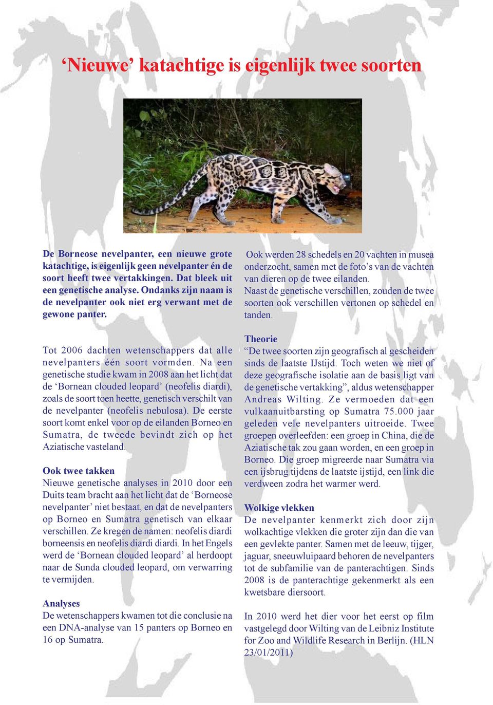 Na een genetische studie kwam in 2008 aan het licht dat de Bornean clouded leopard (neofelis diardi), zoals de soort toen heette, genetisch verschilt van de nevelpanter (neofelis nebulosa).