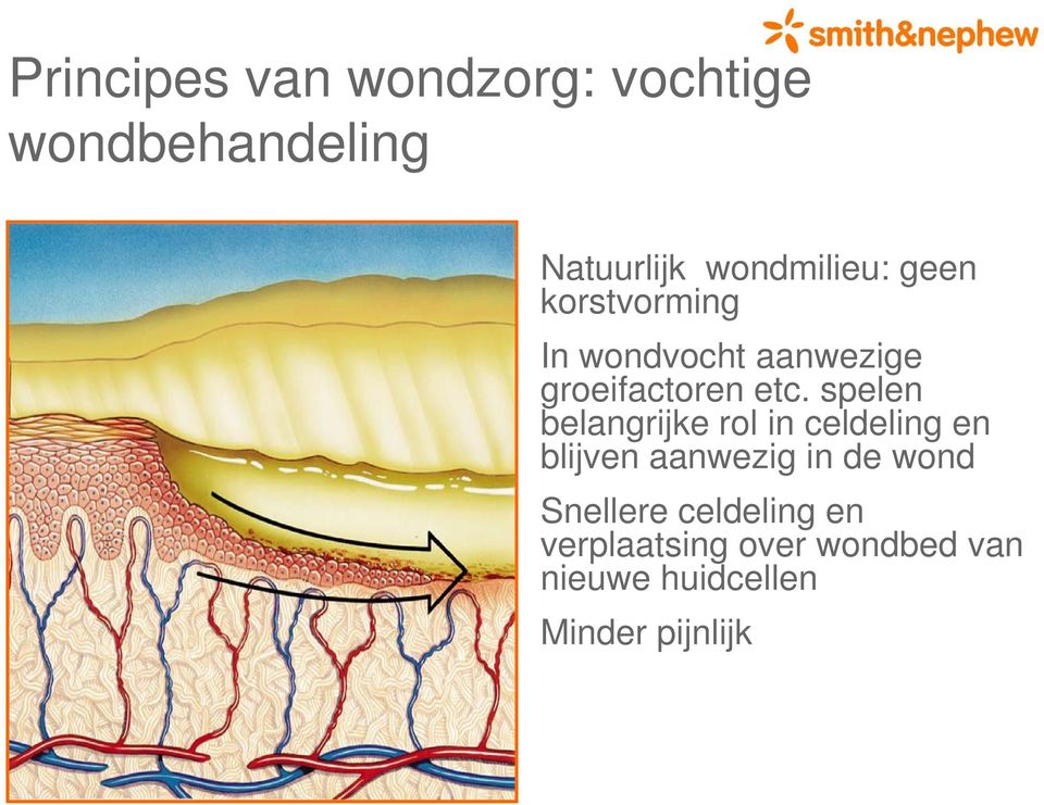 spelen belangrijke rol in celdeling en blijven aanwezig in de wond