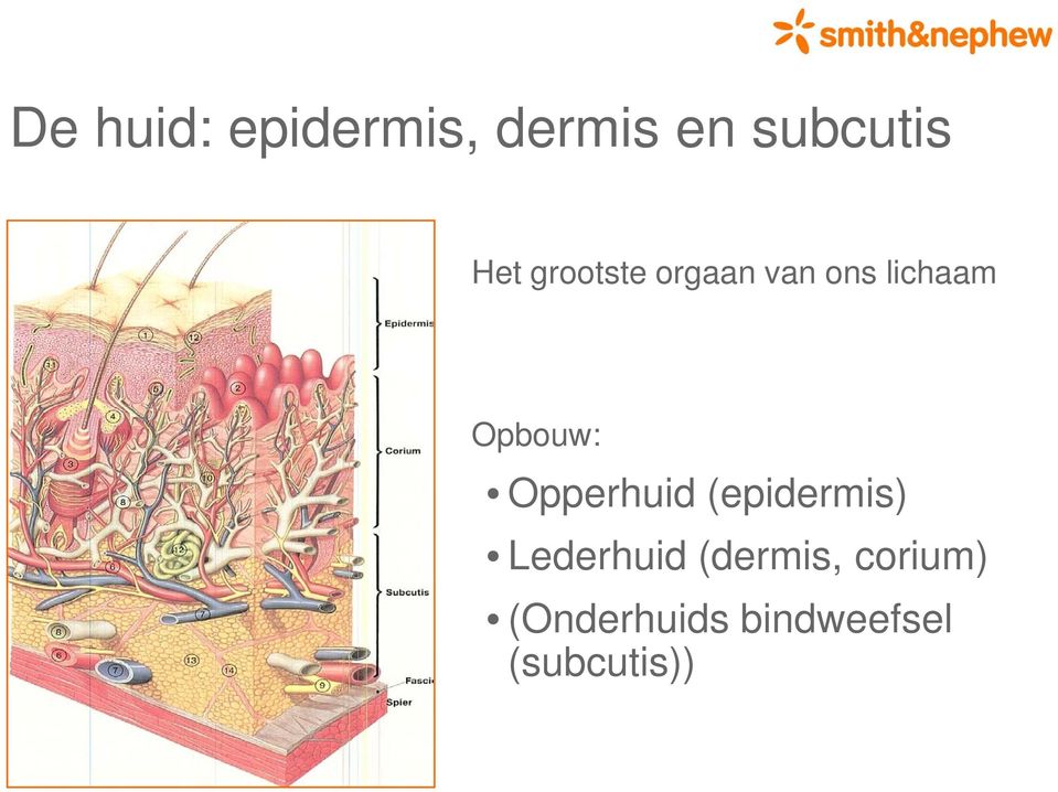 Opbouw: Opperhuid (epidermis) Lederhuid