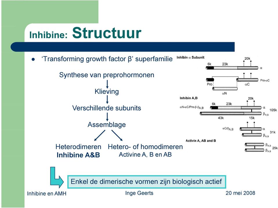 Assemblage Heterodimeren Inhibine A&B Hetero- of homodimeren Activine