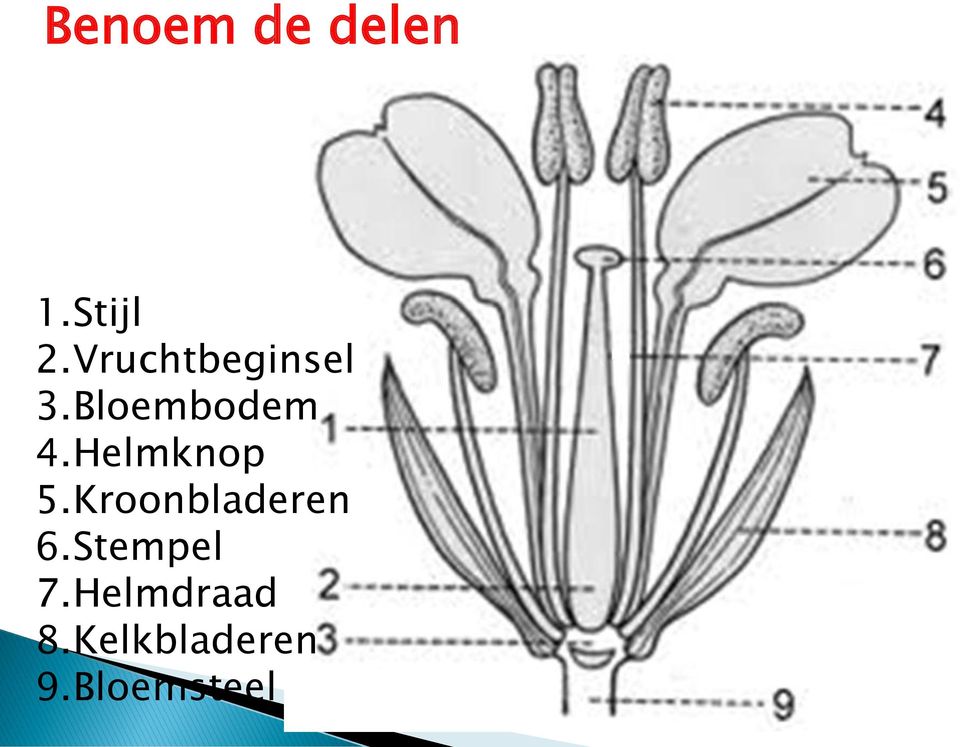 Helmknop 5.Kroonbladeren 6.