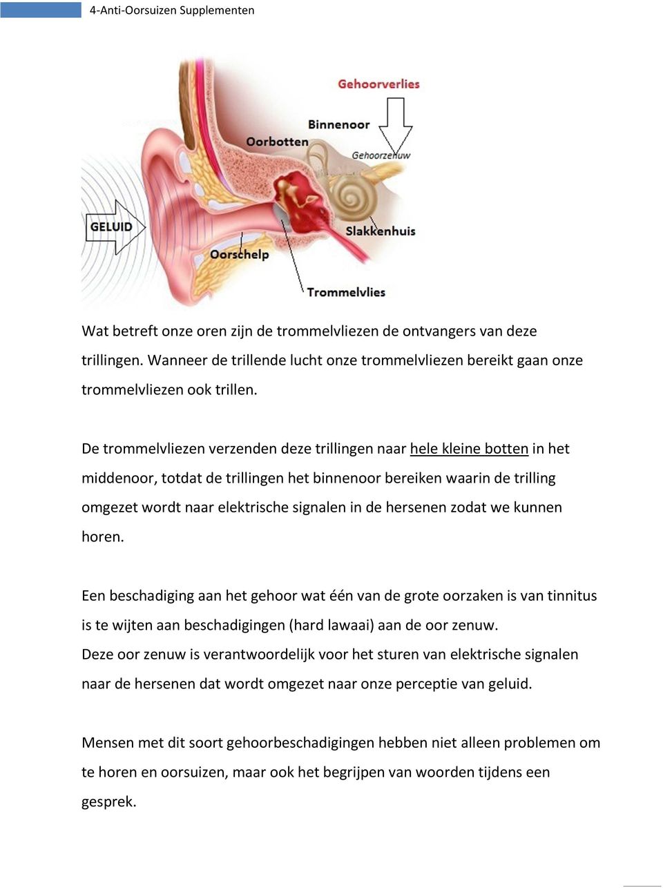 hersenen zodat we kunnen horen. Een beschadiging aan het gehoor wat één van de grote oorzaken is van tinnitus is te wijten aan beschadigingen (hard lawaai) aan de oor zenuw.