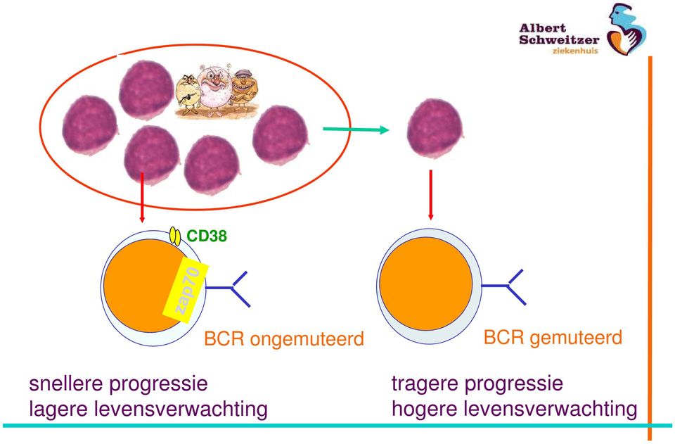 ongemuteerd BCR gemuteerd