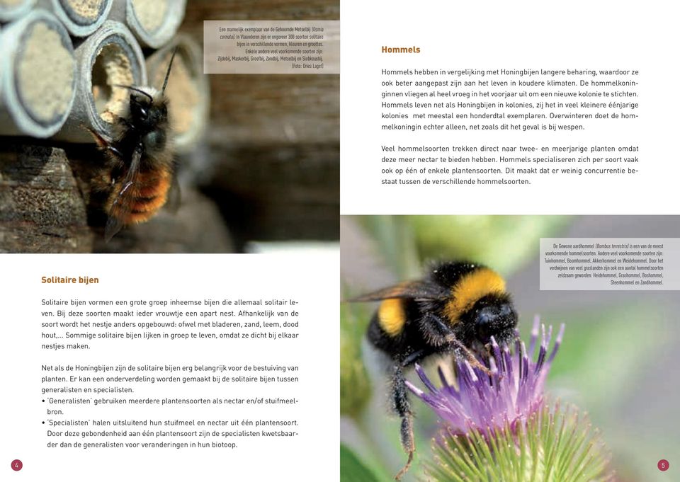 (Foto: Dries Laget) Hommels Hommels hebben in vergelijking met Honingbijen langere beharing, waardoor ze ook beter aangepast zijn aan het leven in koudere klimaten.