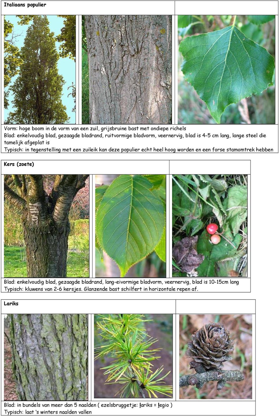 stamomtrek hebben Kers (zoete) Blad: enkelvoudig blad, gezaagde bladrand, lang-eivormige bladvorm, veernervig, blad is 10-15cm lang Typisch: kluwens van 2-6 kersjes.