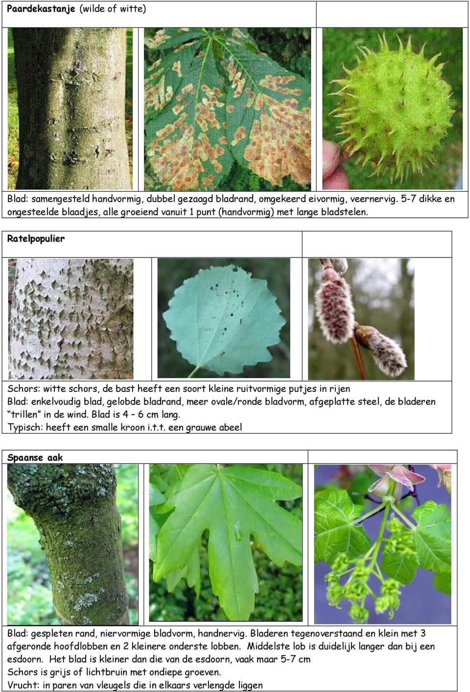 Ratelpopulier Schors: witte schors, de bast heeft een soort kleine ruitvormige putjes in rijen Blad: enkelvoudig blad, gelobde bladrand, meer ovale/ronde bladvorm, afgeplatte steel, de bladeren