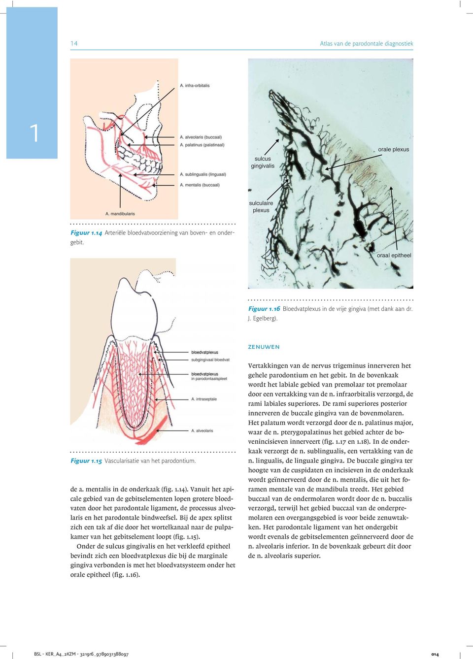 Vanuit het apicale gebied van de gebitselementen lopen grotere bloedvaten door het parodontale ligament, de processus alveolaris en het parodontale bindweefsel.