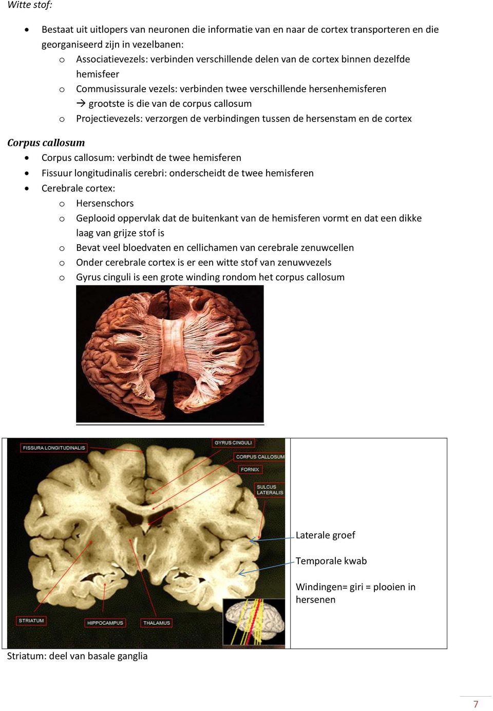 hersenstam en de cortex Corpus callosum Corpus callosum: verbindt de twee hemisferen Fissuur longitudinalis cerebri: onderscheidt de twee hemisferen Cerebrale cortex: o Hersenschors o Geplooid