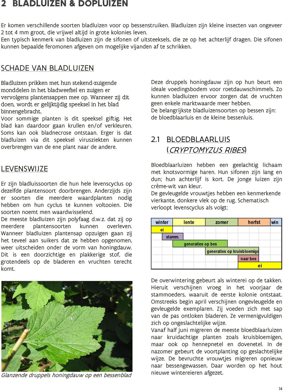 SCHADE VAN BLADLUIZEN Bladluizen prikken met hun stekend-zuigende monddelen in het bladweefsel en zuigen er vervolgens plantensappen mee op.