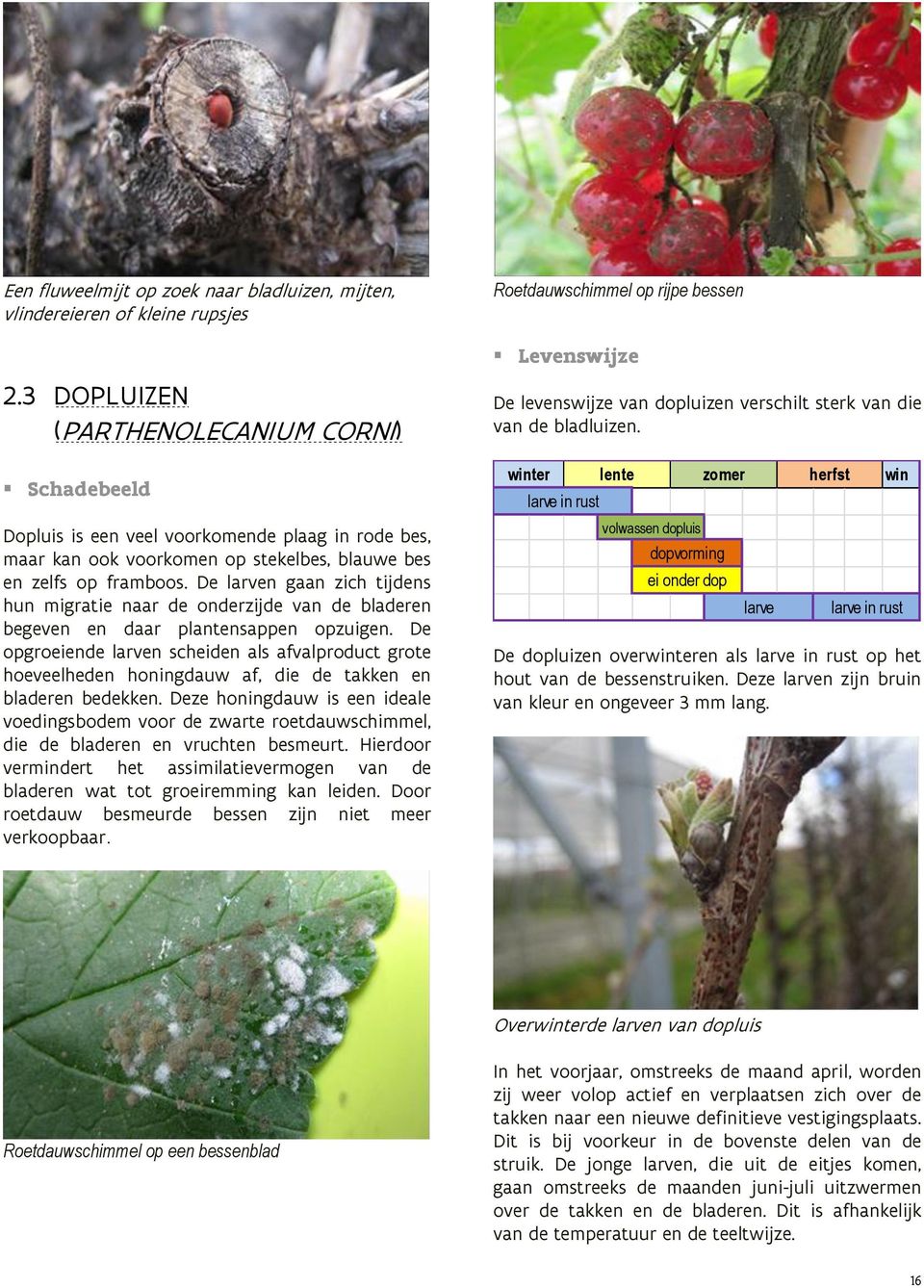 De larven gaan zich tijdens hun migratie naar de onderzijde van de bladeren begeven en daar plantensappen opzuigen.