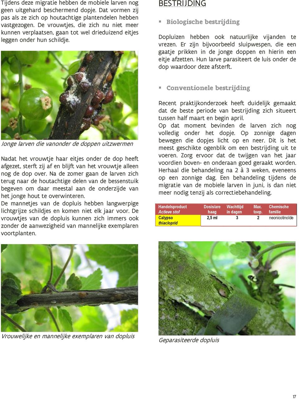 BESTRIJDING Biologische bestrijding Dopluizen hebben ook natuurlijke vijanden te vrezen. Er zijn bijvoorbeeld sluipwespen, die een gaatje prikken in de jonge doppen en hierin een eitje afzetten.