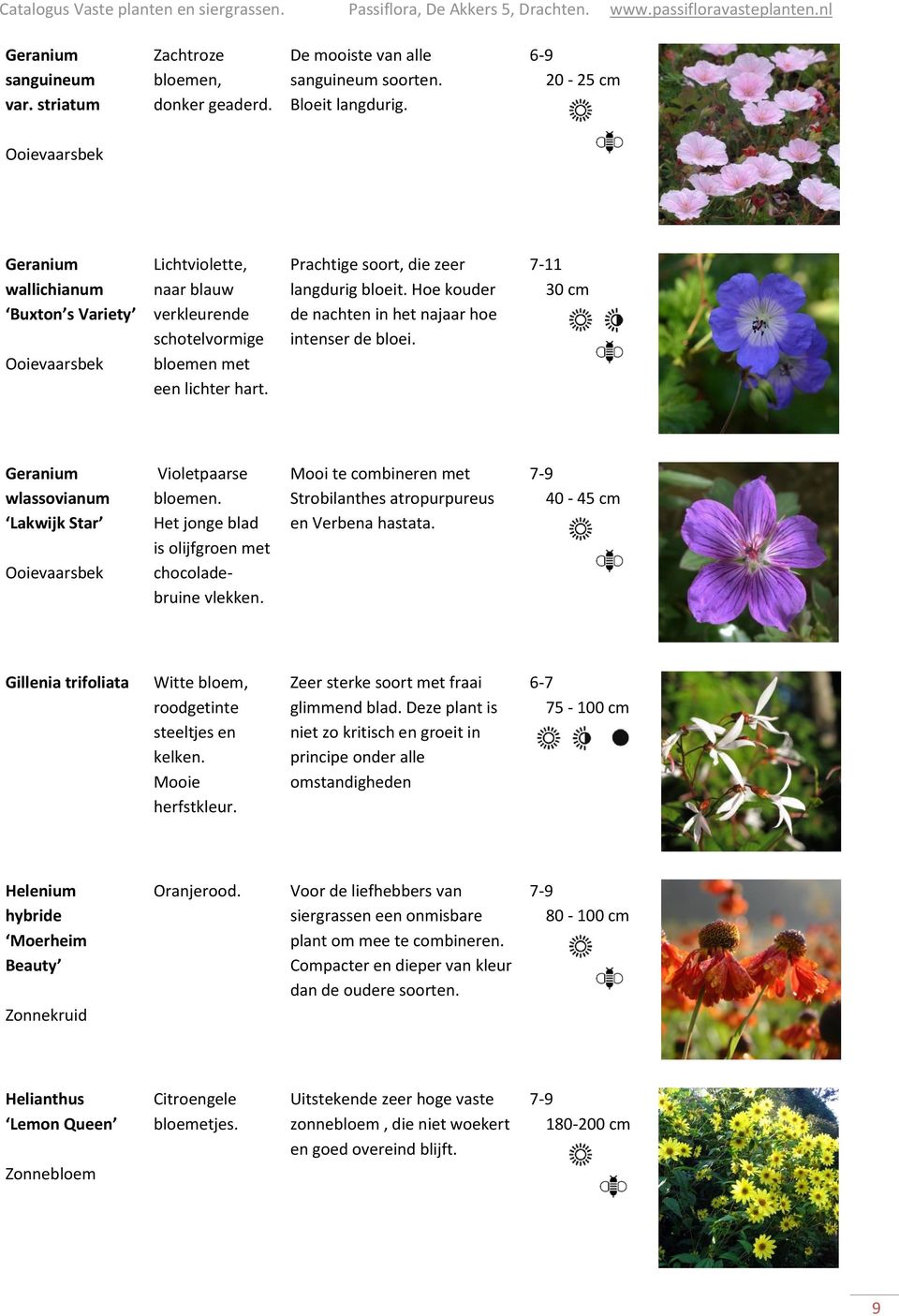 Prachtige soort, die zeer langdurig bloeit. Hoe kouder de nachten in het najaar hoe intenser de bloei. 7-11 30 cm Geranium wlassovianum Lakwijk Star Ooievaarsbek Violetpaarse bloemen.