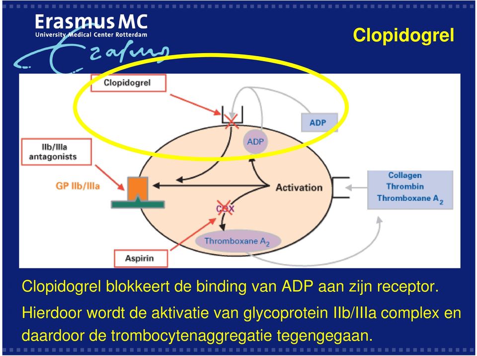 Hierdoor wordt de aktivatie van glycoprotein