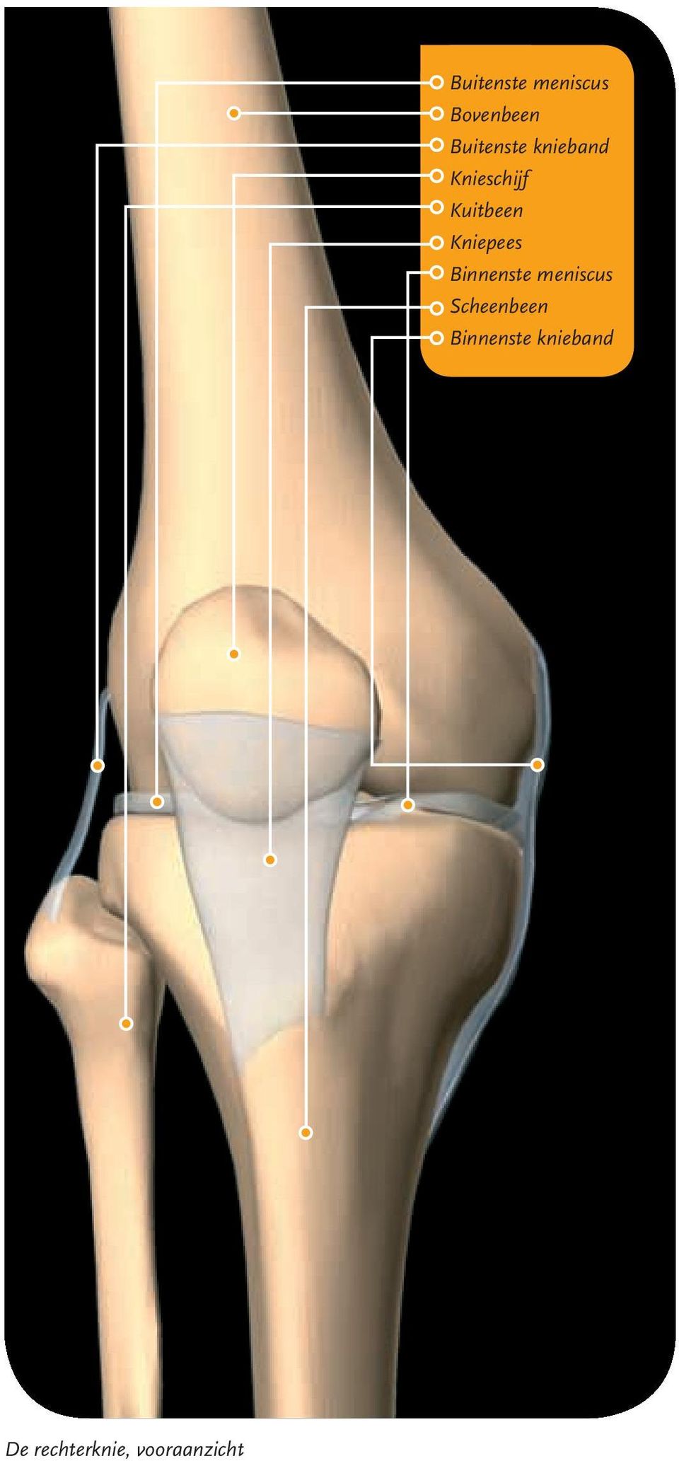 Binnenste meniscus Scheenbeen