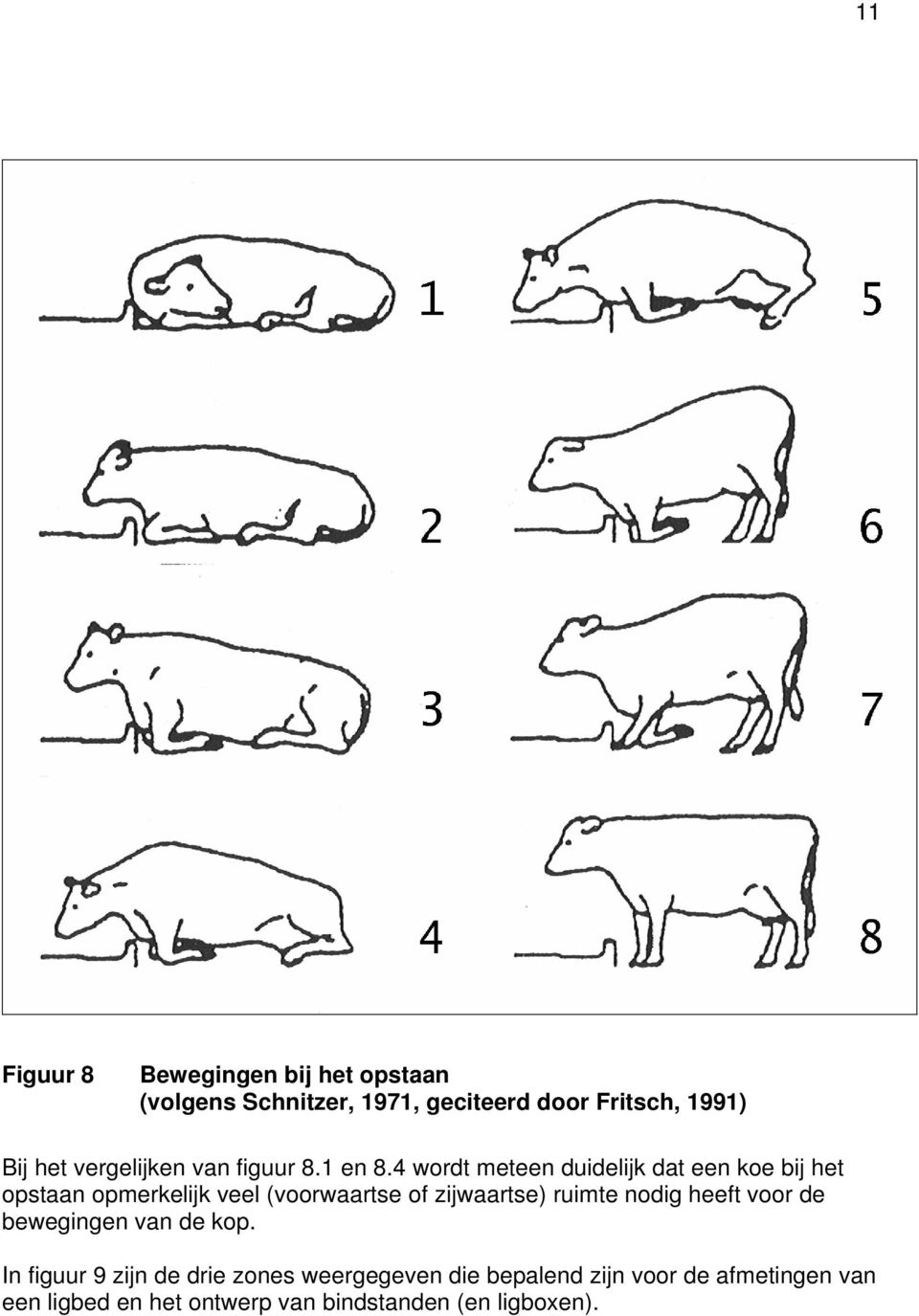4 wordt meteen duidelijk dat een koe bij het opstaan opmerkelijk veel (voorwaartse of zijwaartse) ruimte