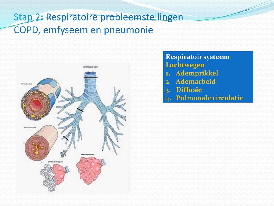 systeem Luchtwegen 1. Ademprikkel 2.