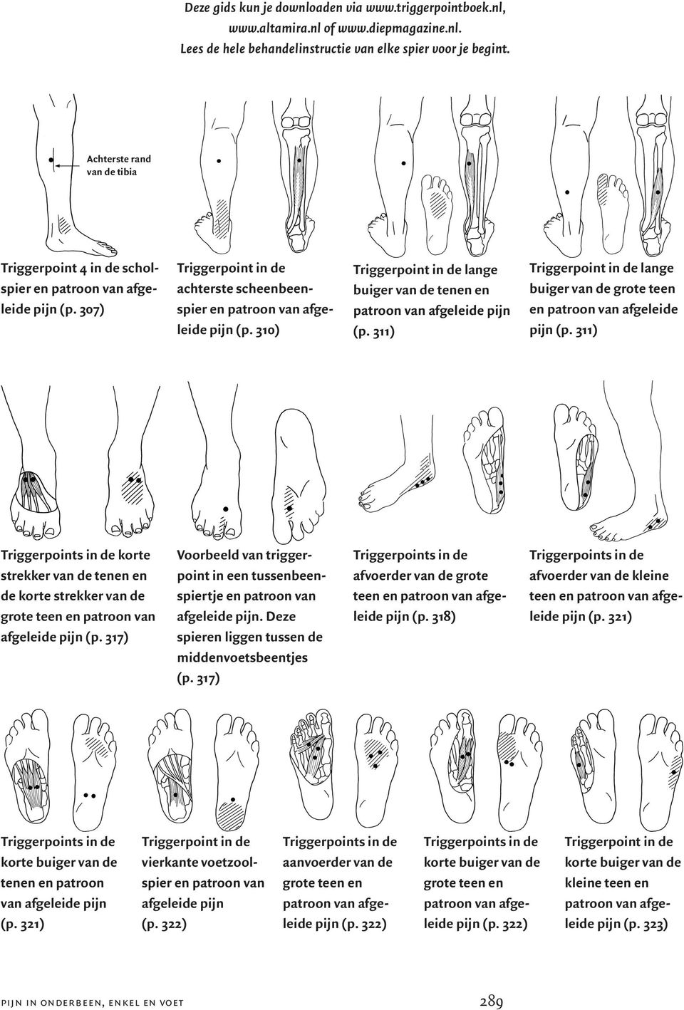 311) korte strekker van de tenen en de korte strekker van de grote teen en patroon van afgeleide pijn (p. 317) Voorbeeld van triggerpoint in een tussenbeenspiertje en patroon van afgeleide pijn.