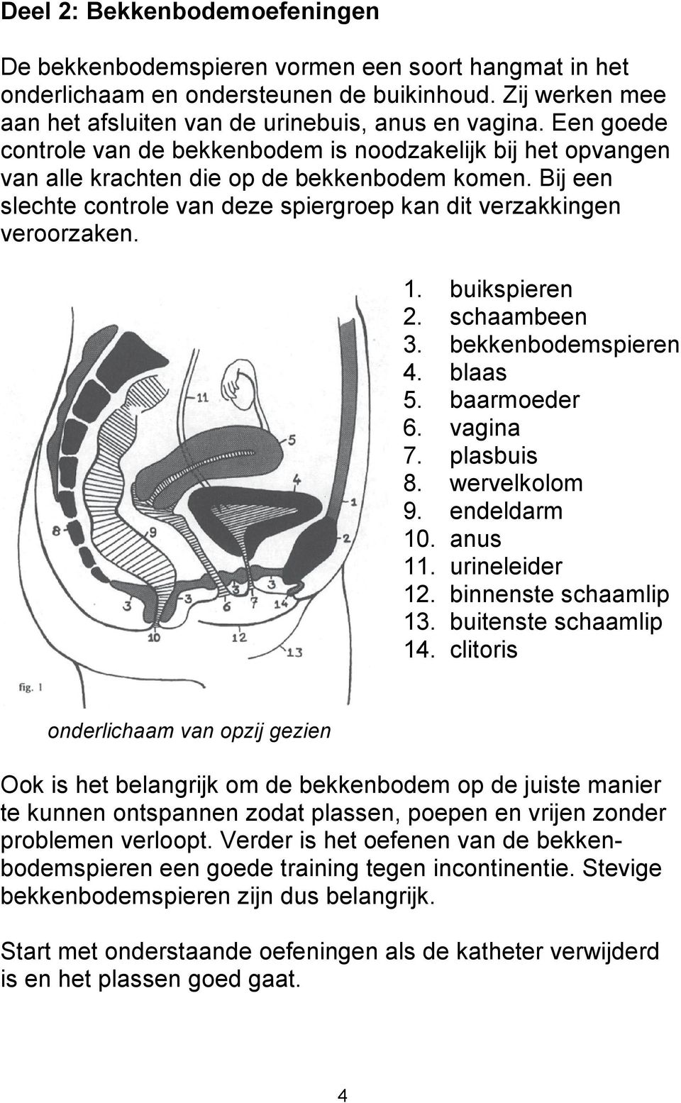 buikspieren 2. schaambeen 3. bekkenbodemspieren 4. blaas 5. baarmoeder 6. vagina 7. plasbuis 8. wervelkolom 9. endeldarm 10. anus 11. urineleider 12. binnenste schaamlip 13. buitenste schaamlip 14.