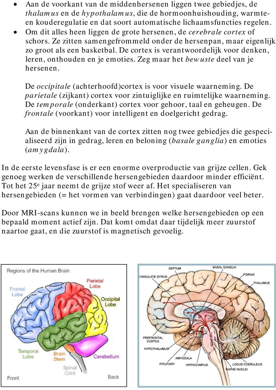 De cortex is verantwoordelijk voor denken, leren, onthouden en je emoties. Zeg maar het bewuste deel van je hersenen. De occipitale (achterhoofd)cortex is voor visuele waarneming.