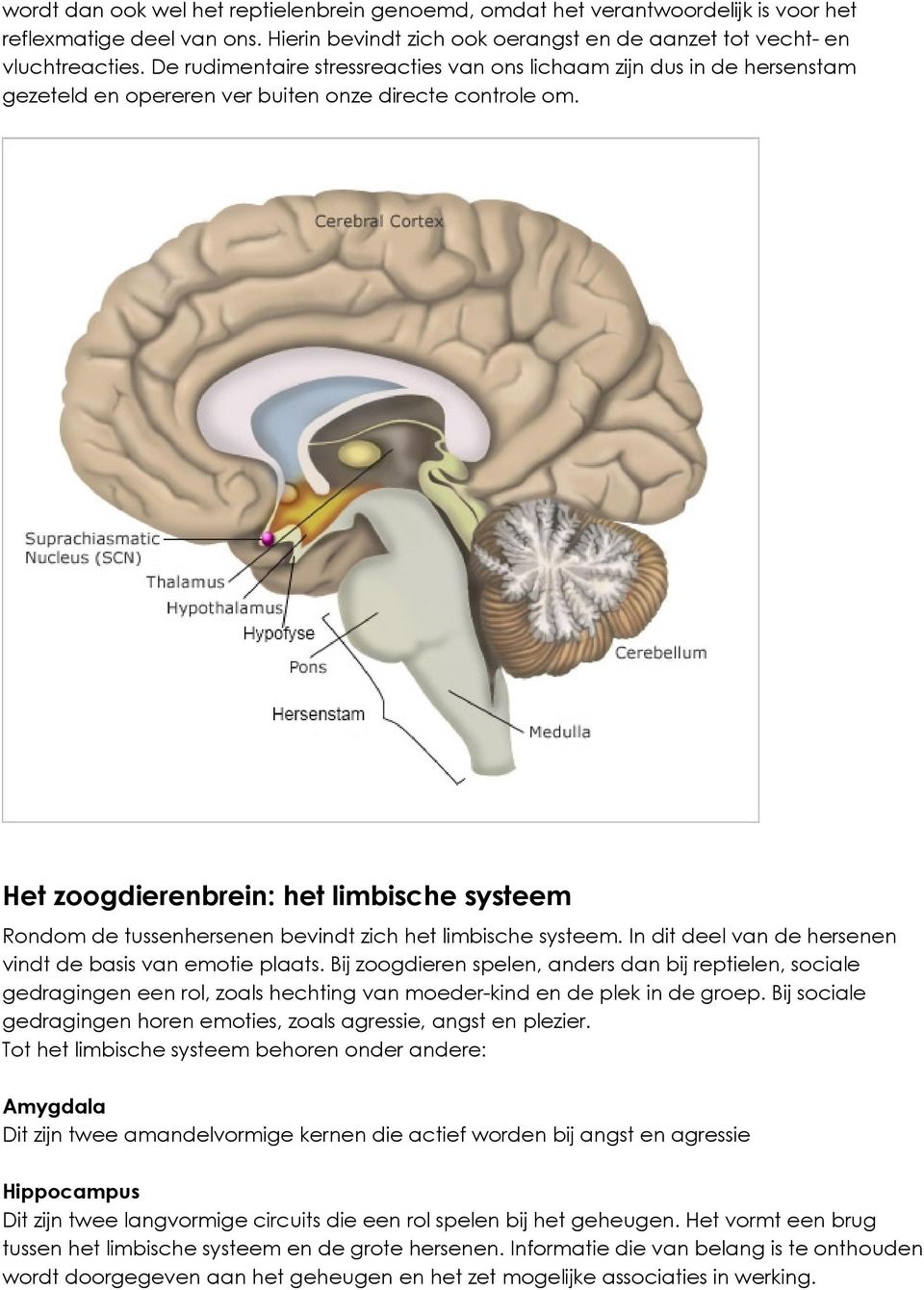 Het zoogdierenbrein: het limbische systeem Rondom de tussenhersenen bevindt zich het limbische systeem. In dit deel van de hersenen vindt de basis van emotie plaats.