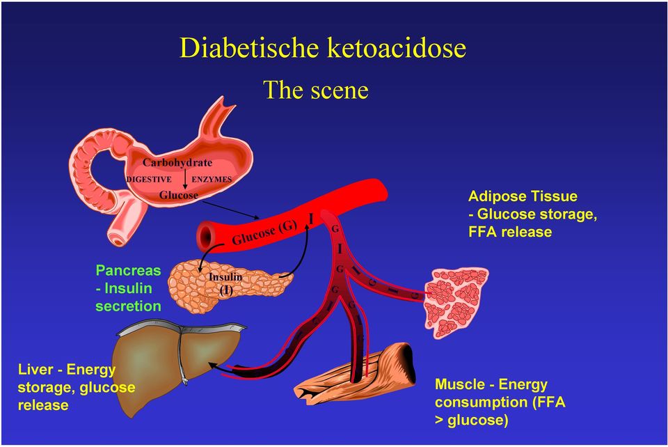 ENZYMES Insulin (I) lucose () I I I I I I I I I Adipose Tissue -