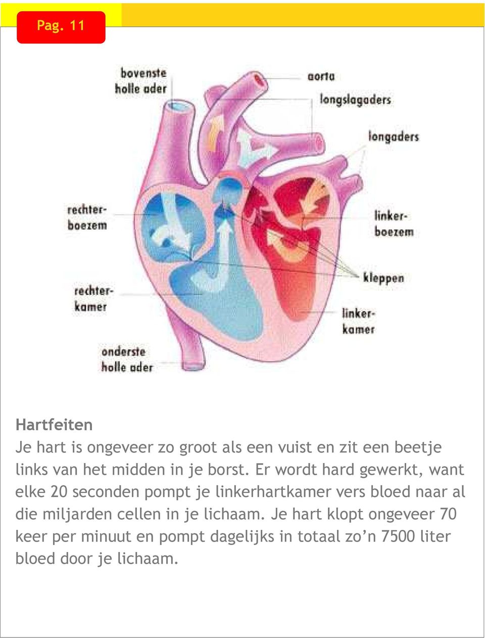 Er wordt hard gewerkt, want elke 20 seconden pompt je linkerhartkamer vers bloed naar