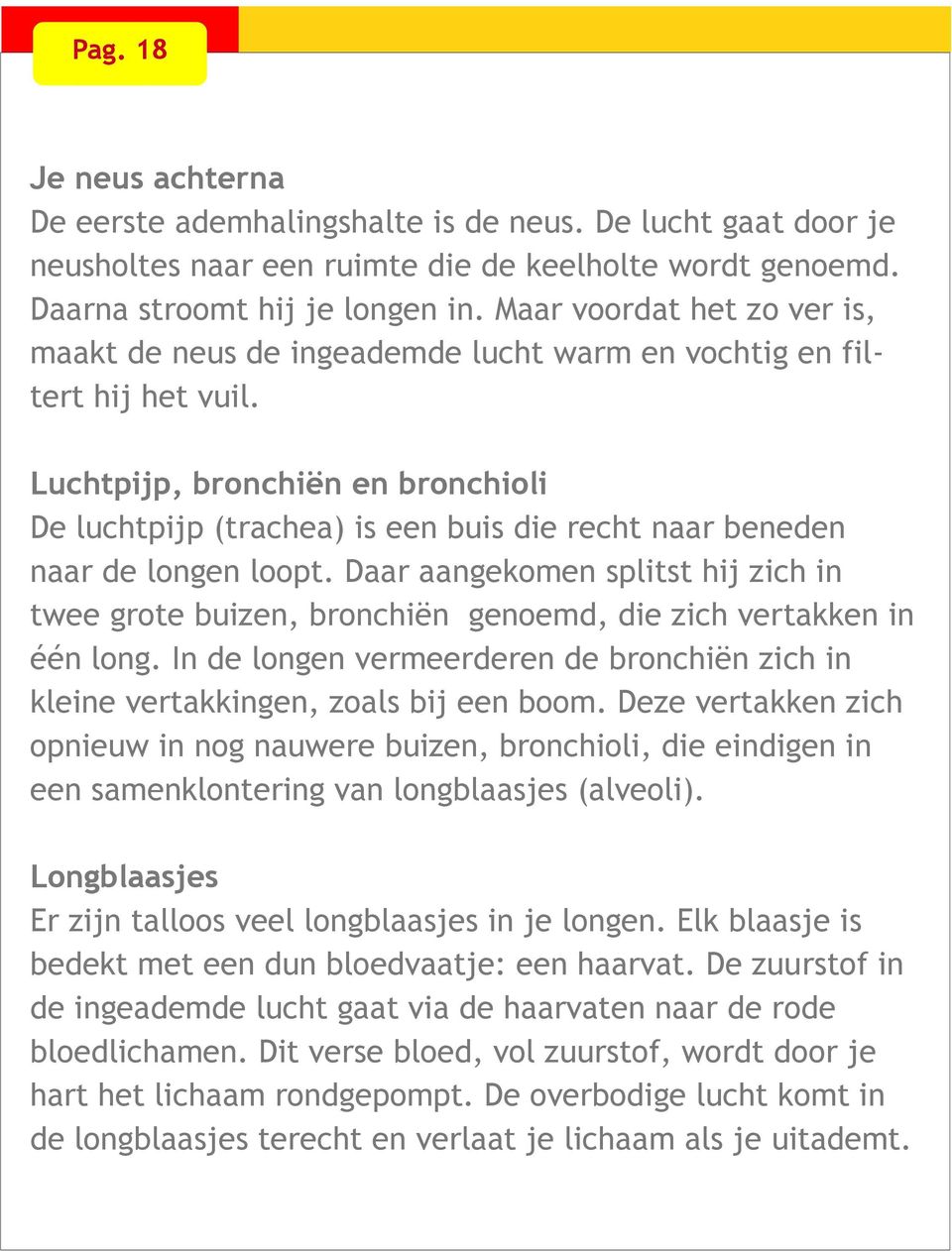 Luchtpijp, bronchiën en bronchioli De luchtpijp (trachea) is een buis die recht naar beneden naar de longen loopt.