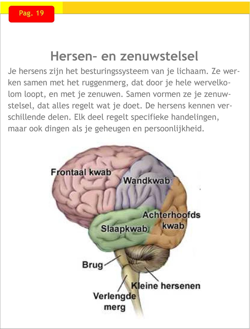 Samen vormen ze je zenuwstelsel, dat alles regelt wat je doet.